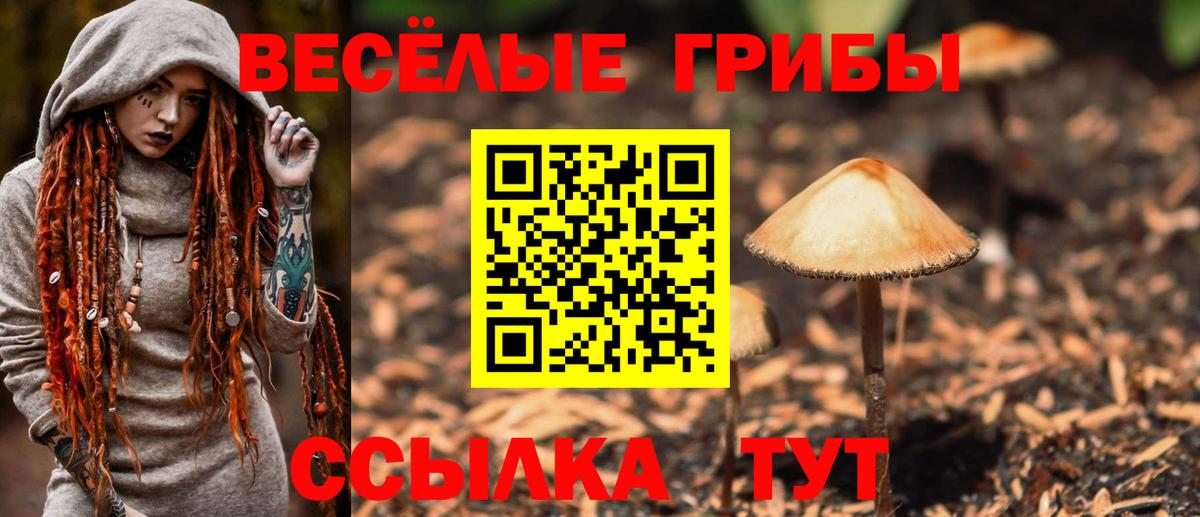 Рассказово  цена   Псилоцибиновые грибы Cubensis  Вход с VPN  Галлюциногенные грибы GOLDEN TEACHER 